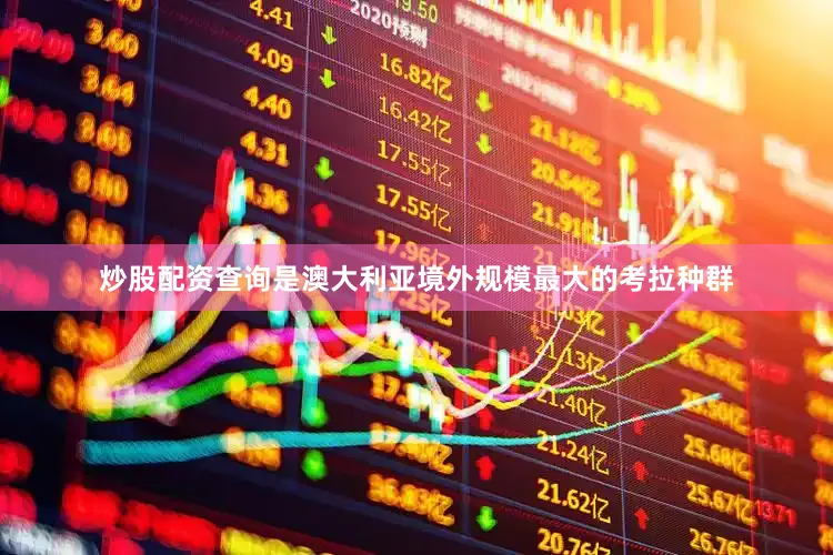 炒股配资查询是澳大利亚境外规模最大的考拉种群